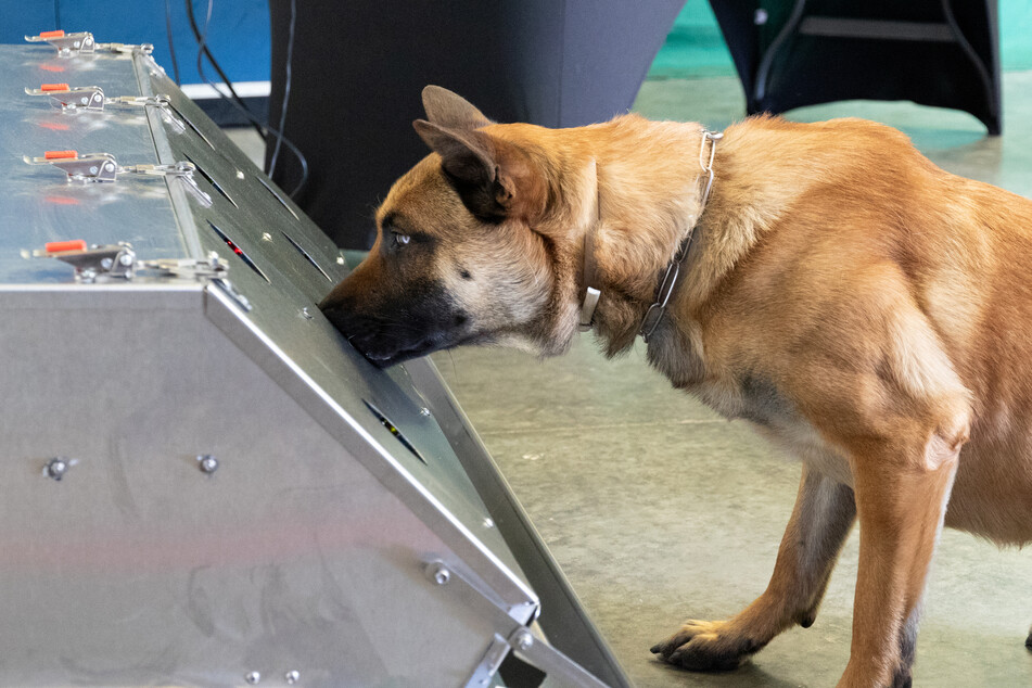 Donnie ist ein Spürhund der Bundeswehr. Aktuell erhält Donnie seine dritte Ausbildung zum Corona-Spürhund.