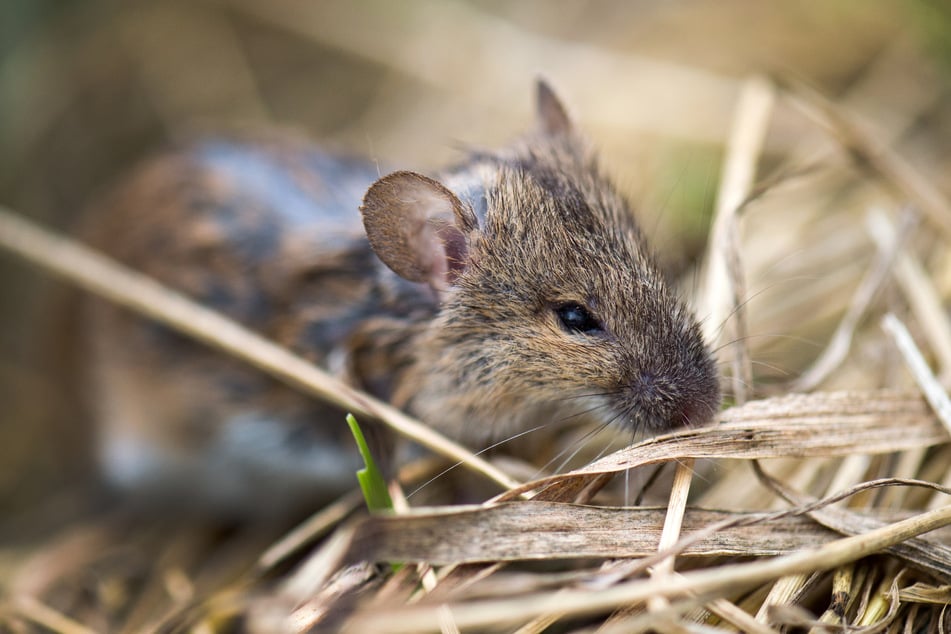 Eine einzelne Maus mag niedlich sein, doch in der Masse können die kleinen Nager großen Schaden anrichten.
