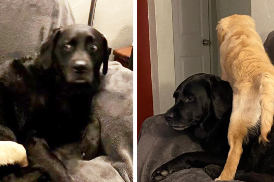 Besitzer überraschen Hund mit Welpen: Doch seine Reaktion bricht ihnen das Herz