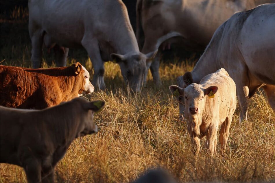 Dürre bringt Höfe in Existenznöte: Bauern bringen Tiere aus Futter-Not früher zum Schlachter