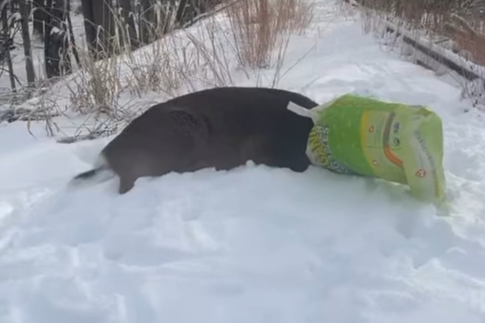 Bei ihrer Ankunft bot sich den Beamten ein kurioses Bild.