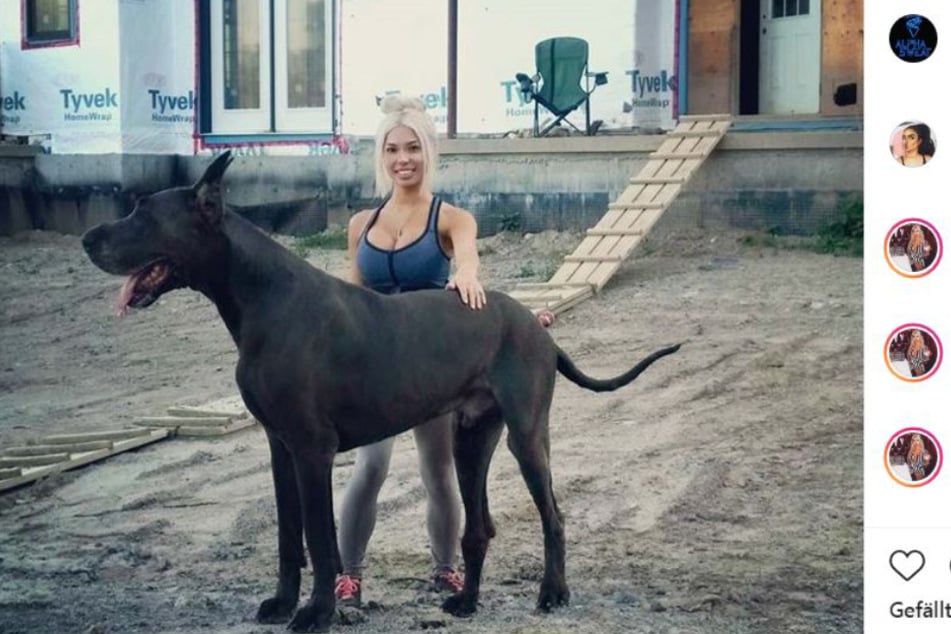 Hund frau mit Der leckende