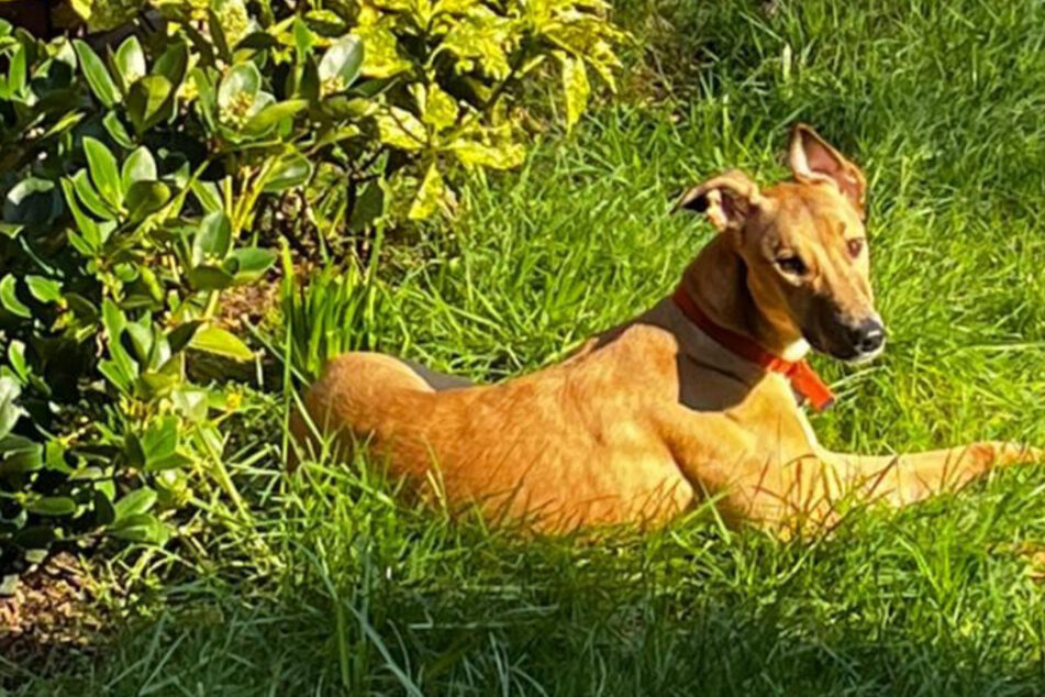 Tierheim vermittelt glücklosen Hund: 48 Stunden später bricht seinen Pflegern das Herz!
