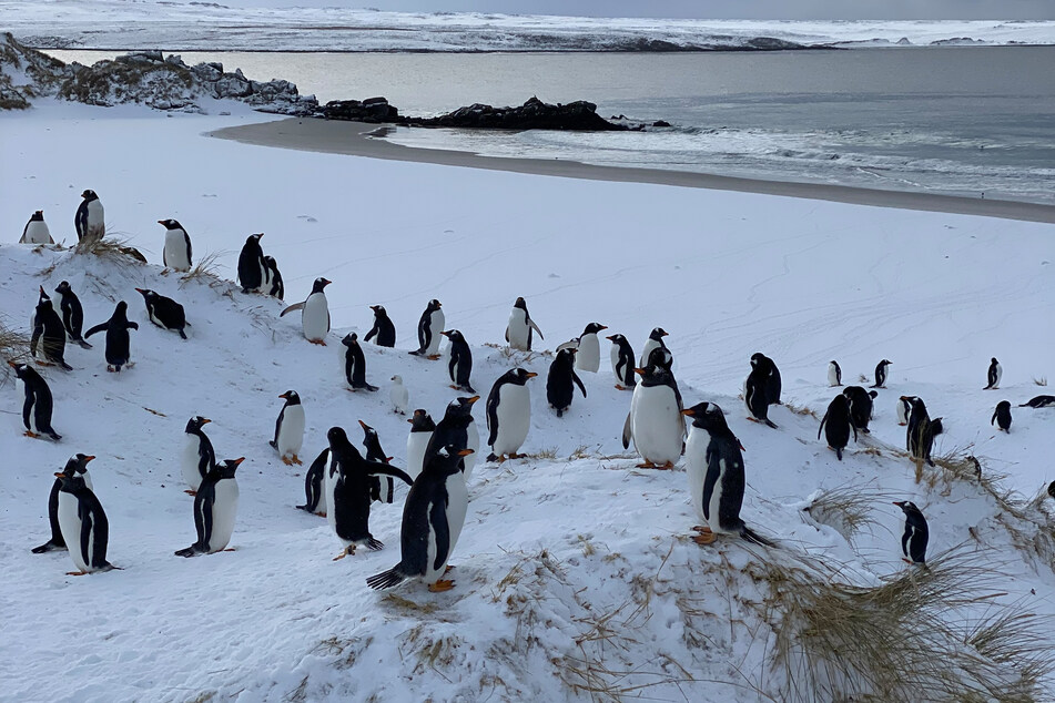 Forscher beobachten, dass sich einige Pinguin-Kolonien der Eisschmelze angepasst haben. (Symbolbild)