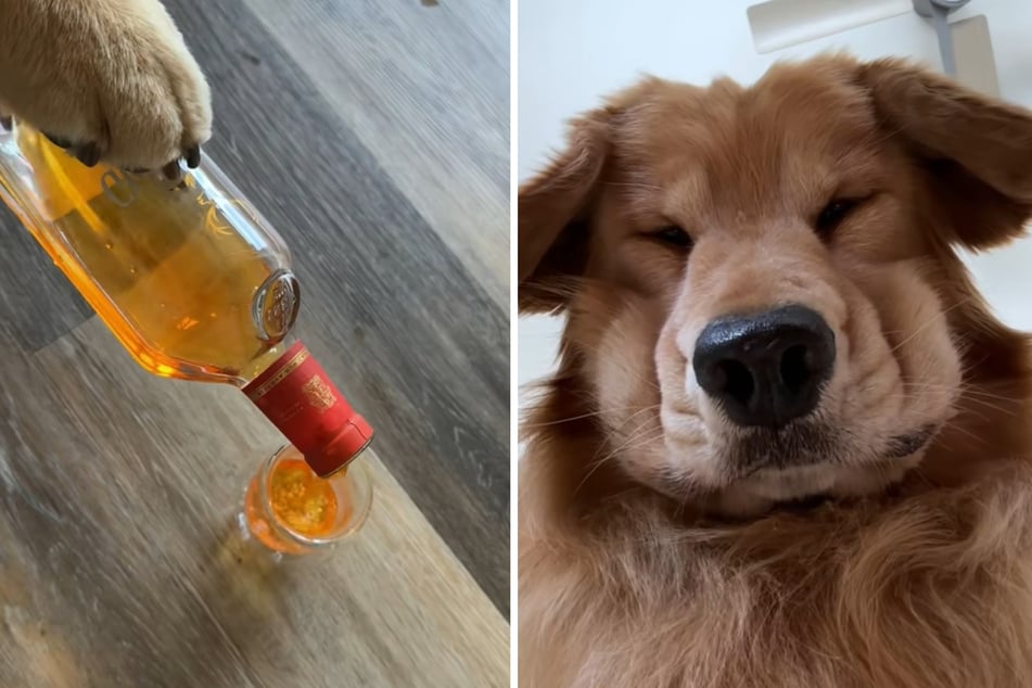 Herrlich überzogen: Golden Retriever Tucker greift zur Flasche und weint sich die Augen aus.