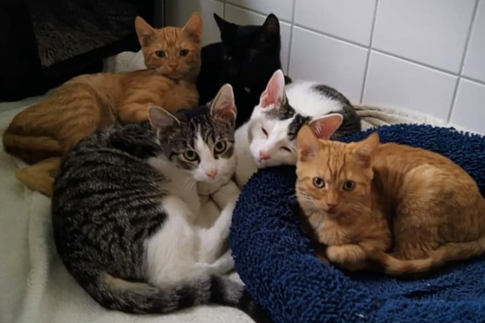 Die fünf bunten Katzenbabys, auch "Gummibären-Bande" genannt, warten im Tierheim Stendal auf Besitzer.