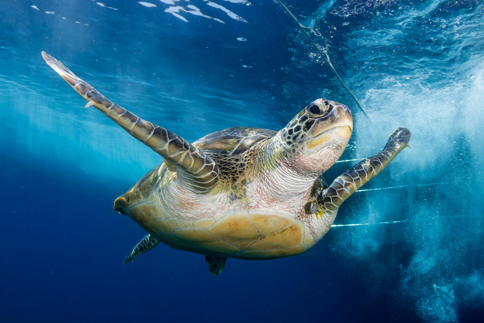 One of the rescued turtles weighs 400 lbs. and is probably 150 years old (stock image).