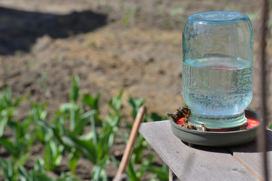 Eine Bienentränke mit Wasser reicht im Sommer vollkommen aus.