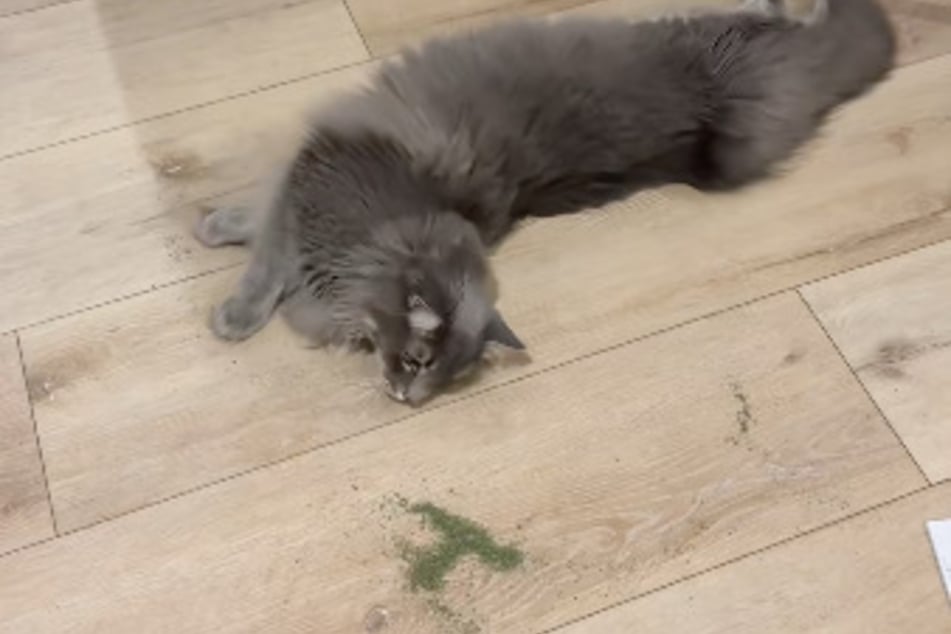 Der Kater rekelte sich genüsslich in der Katzenminze.