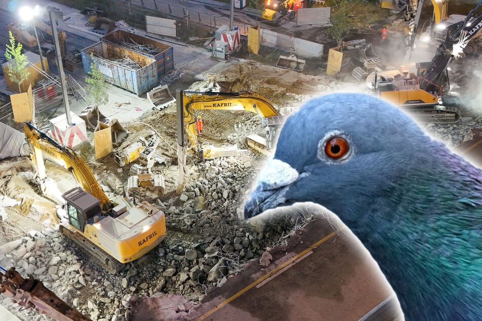 Les pigeonneaux bébés lors des travaux de démolition ? Les défenseurs des animaux poursuivent la ville de Magdebourg