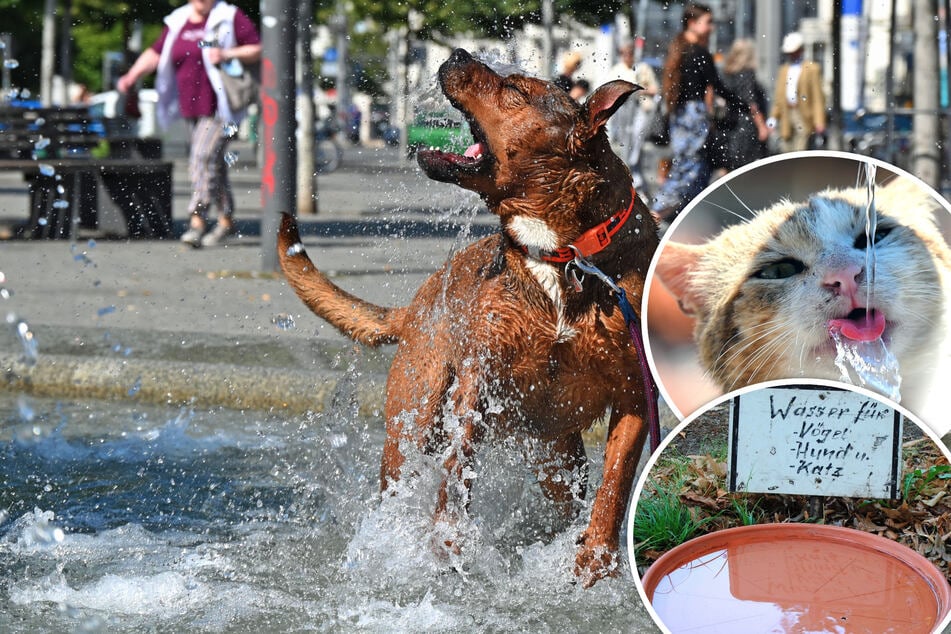 Peligro de calor: Cómo pueden mantenerse frescos los animales domésticos incluso en las grandes ciudades