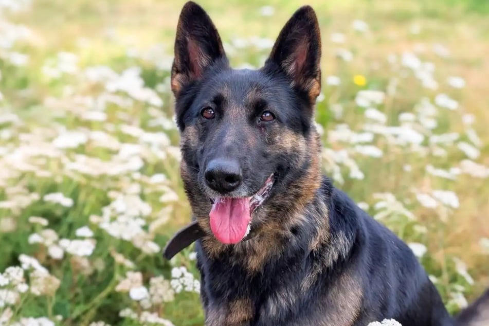 Schäferhündin Lissy aus dem Hamburger Tierheim ist auf der Suche nach einem liebevollen Zuhause.
