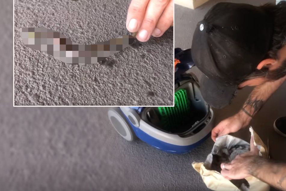 Crawly creature gets scooped up by a vacuum cleaner – but it's not a spider!