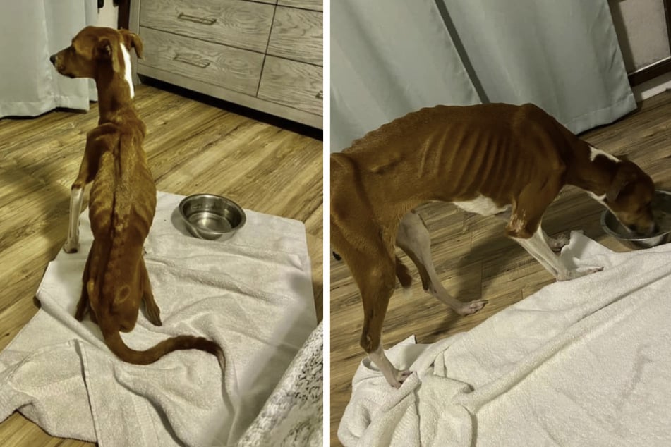 Hund nur noch Haut und Knochen: Besitzerin erlebt Überraschung bei unverhofftem Wiedersehen