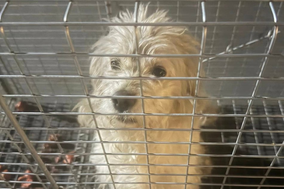 Traurig sah der Hund in seinem Käfig aus. Er ahnte nicht, dass sein Leben nun besser werden würde.