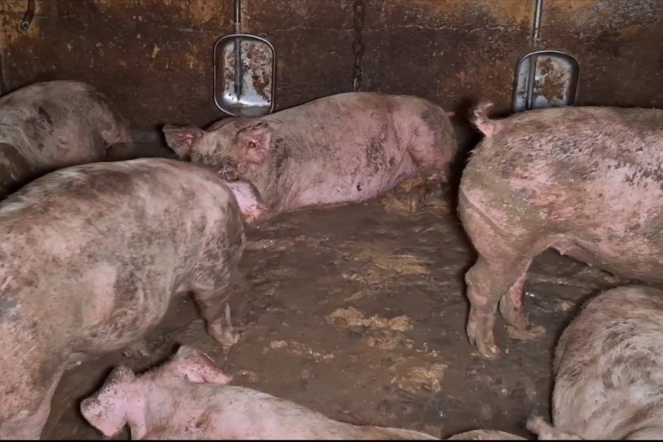 Die Tiere sollen unter miserablen Bedingungen gehalten worden sein.