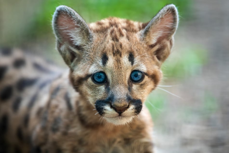 Park rangers and biologists were excited about the offspring of mountain lions (stock image).