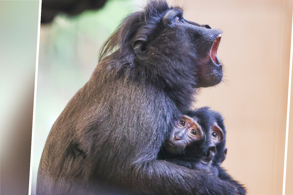 Vom Aussterben bedroht: Tierpark freut sich über Affennachwuchs
