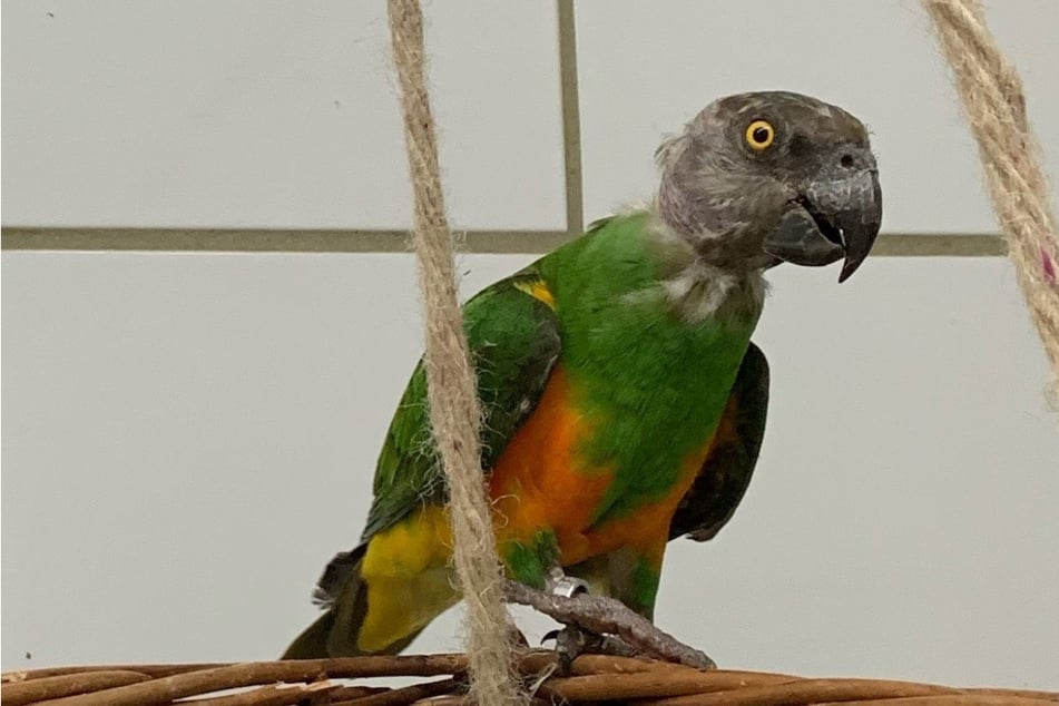 Seit sein Partner verstorben ist, muss Papagei Edgar sein Leben alleine fristen.
