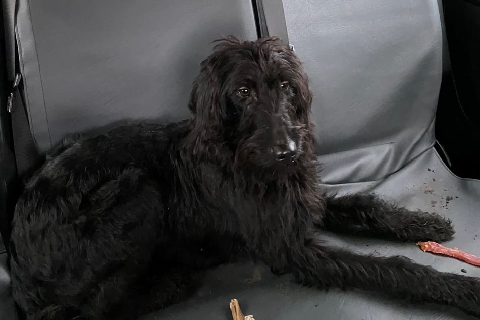 Das ist einer der Hunde, der von den Einsatzkräften lebend gefunden wurde.