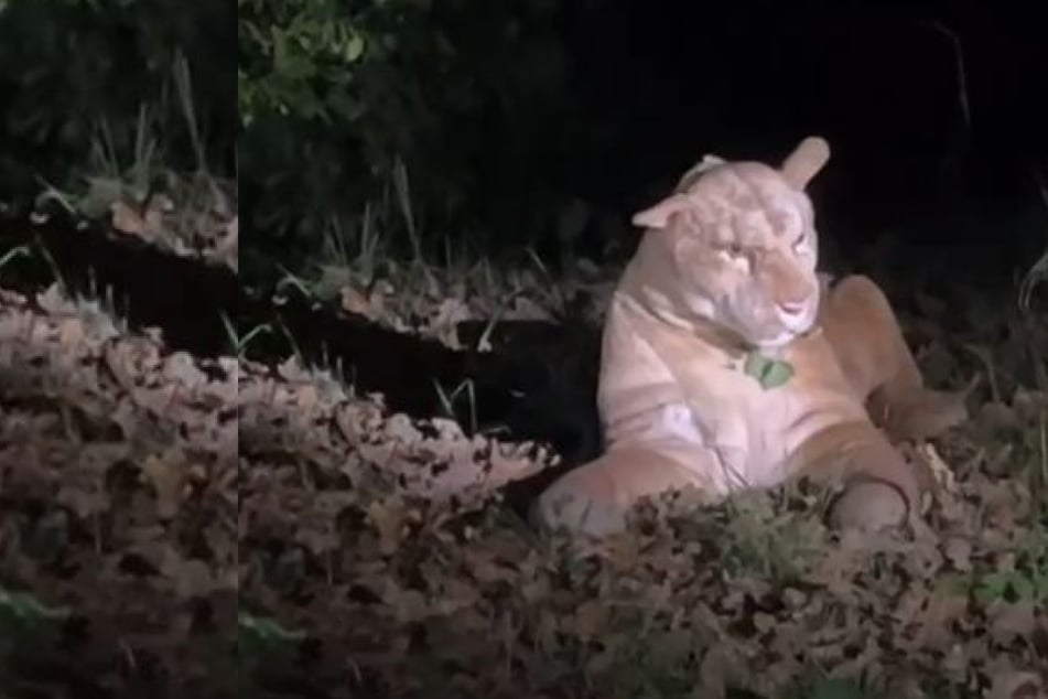 Puma in Frankfurter Park gesichtet! Polizeieinsatz wegen mysteriösem Raubtier