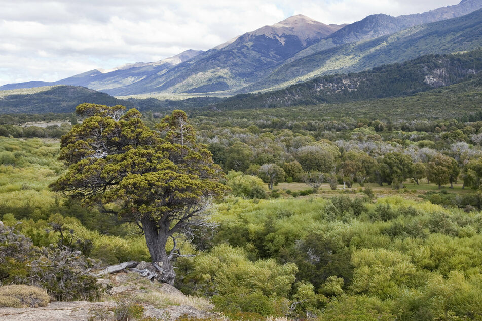 Bestimmte Zypressen in Chile können sehr, sehr alt werden. Weit über 5000 Jahre sind offenbar möglich.