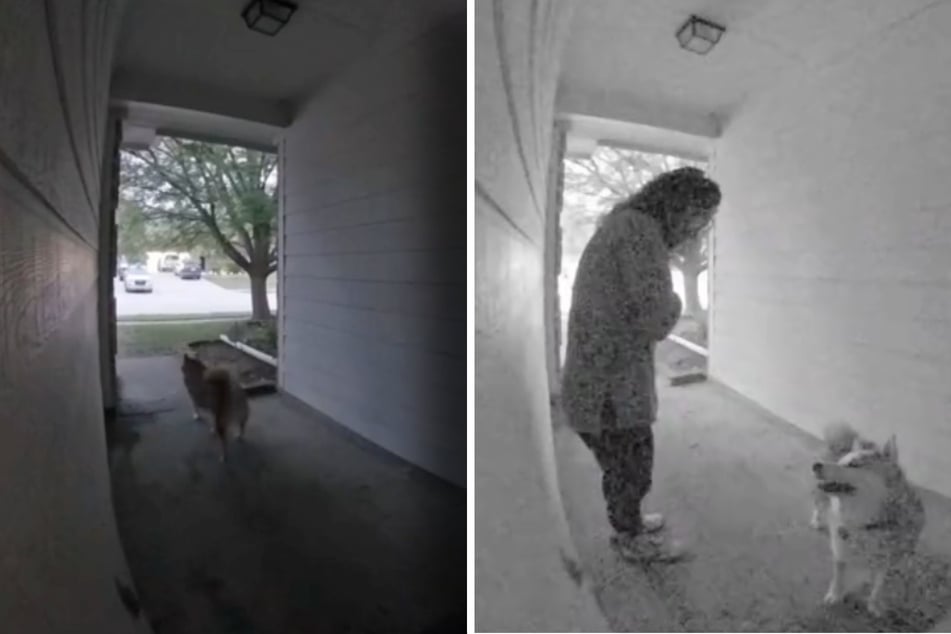 This clever dog knows how to get what he wants, as a viral TikTok shows.