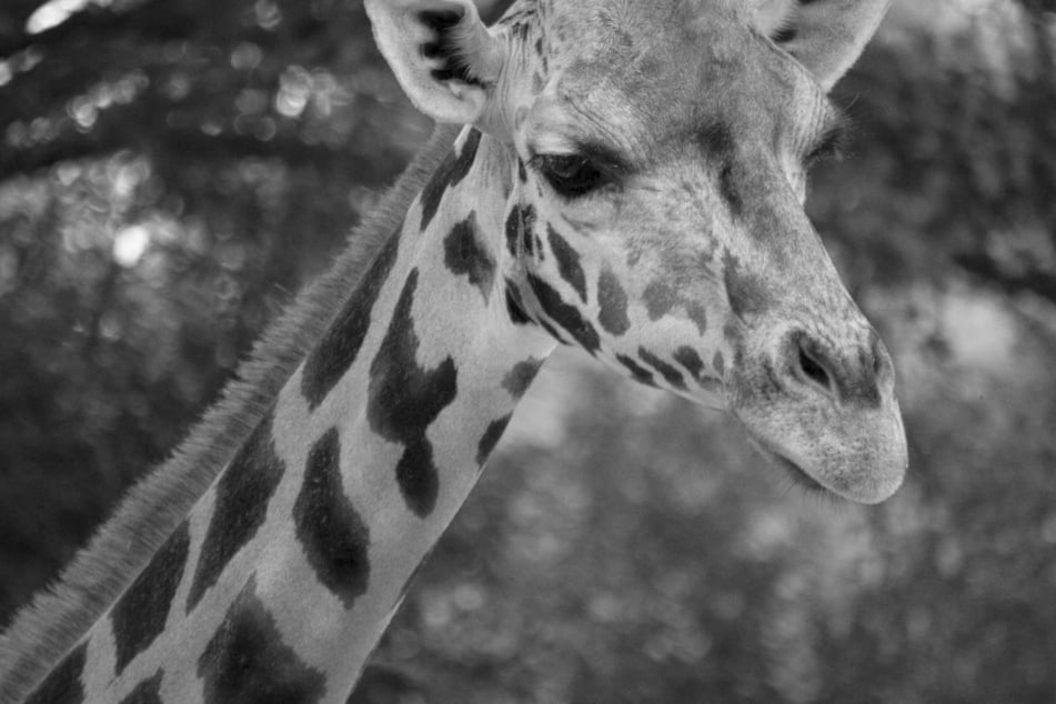 Trauer um Jamila: Giraffenkuh stirbt bei tragischem Unfall im Zoo