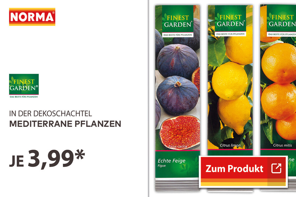 Mediterrane Pflanzen für 3,99 Euro
