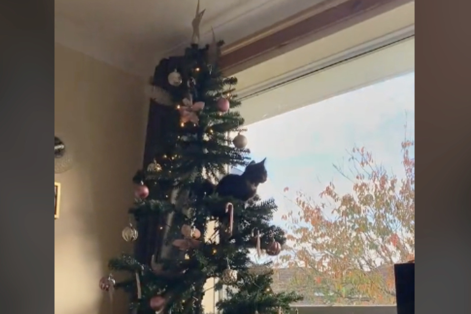 Steph's cat had an affinity for climbing in her Christmas tree before she took off the bottom half.