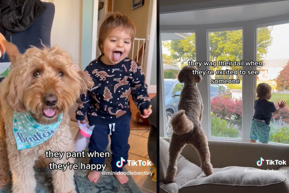 This toddler has some dog-like behavior thanks to the family dog and its adorable!