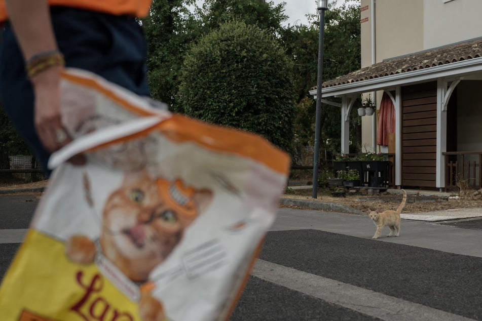 The volunteers rattled food bags in the hopes of coaxing scared cats out of hiding.