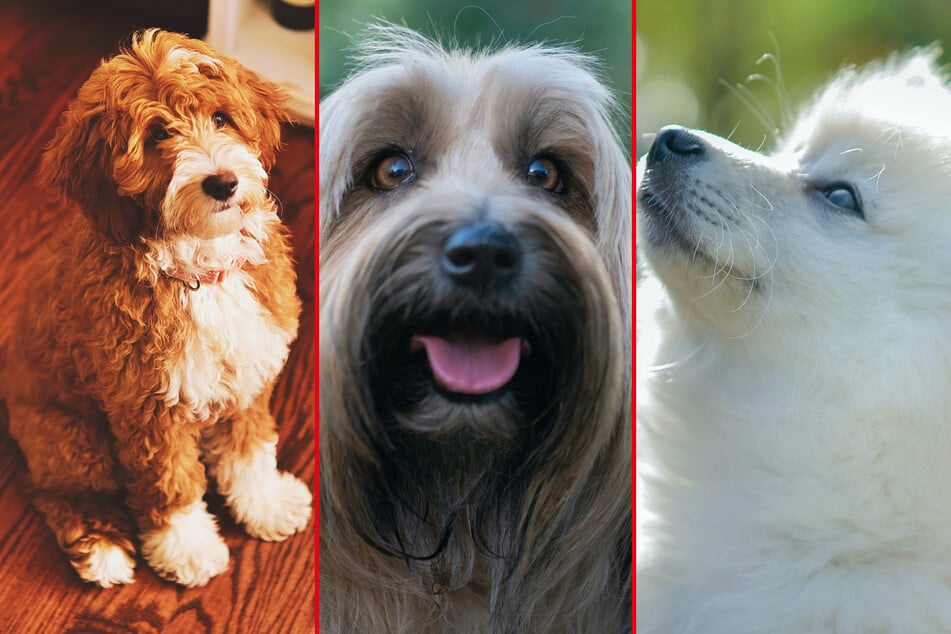 Dog coats come in many different fur and hair types, colors, and lengths.