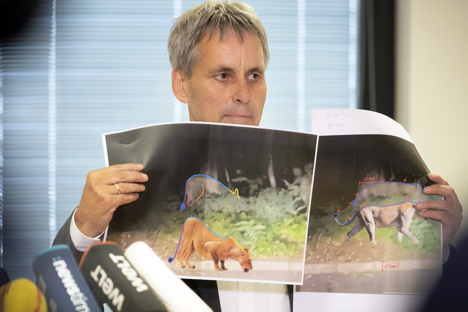 Der Bürgermeister von Kleinmachnow Michael Grubert (63, SPD) veröffentlicht bei einer Pressekonferenz Analysen des abgelichteten Tieres.