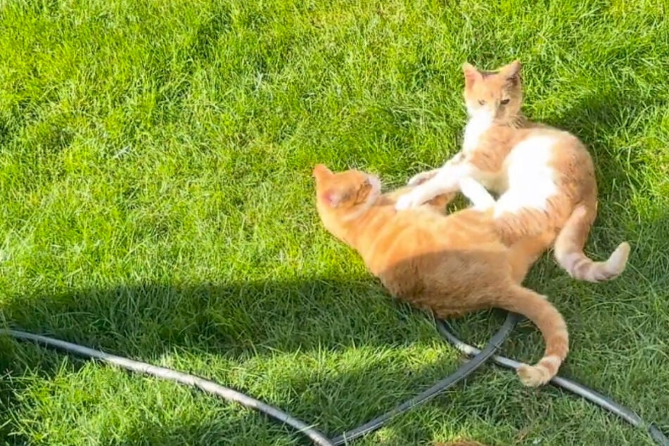 Katzenbesitzer bekommen neue Nachbarn und können nicht glauben, welches Haustier sie dabei haben