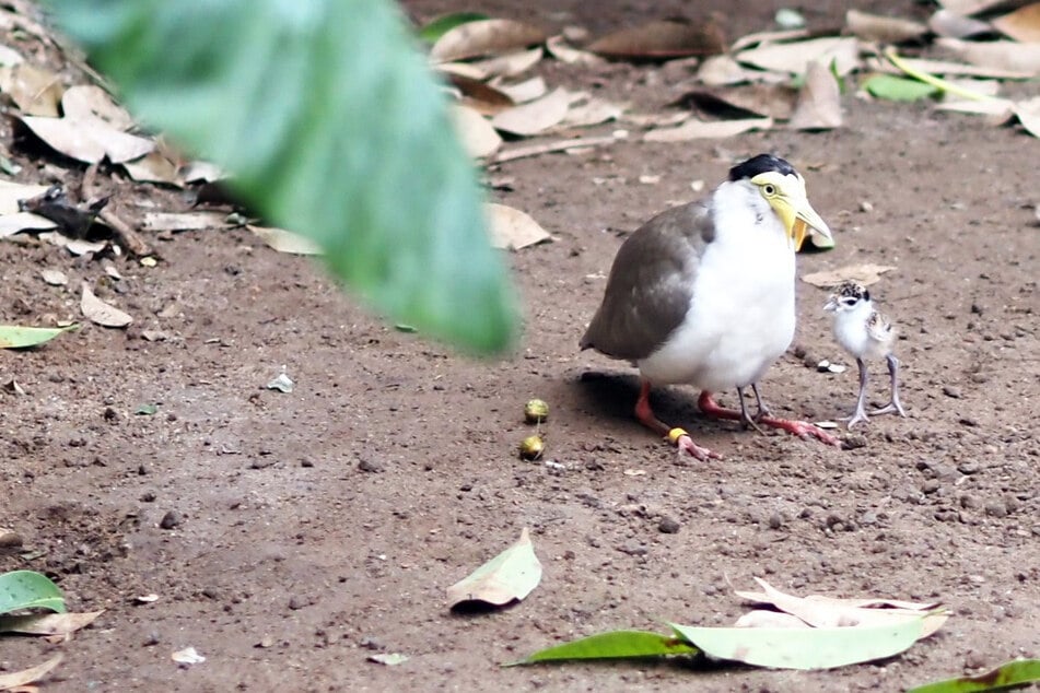 "Haben ihn Gondolf getauft": Tierpfleger wird Zieh-Papa für kleinen Kiebitz