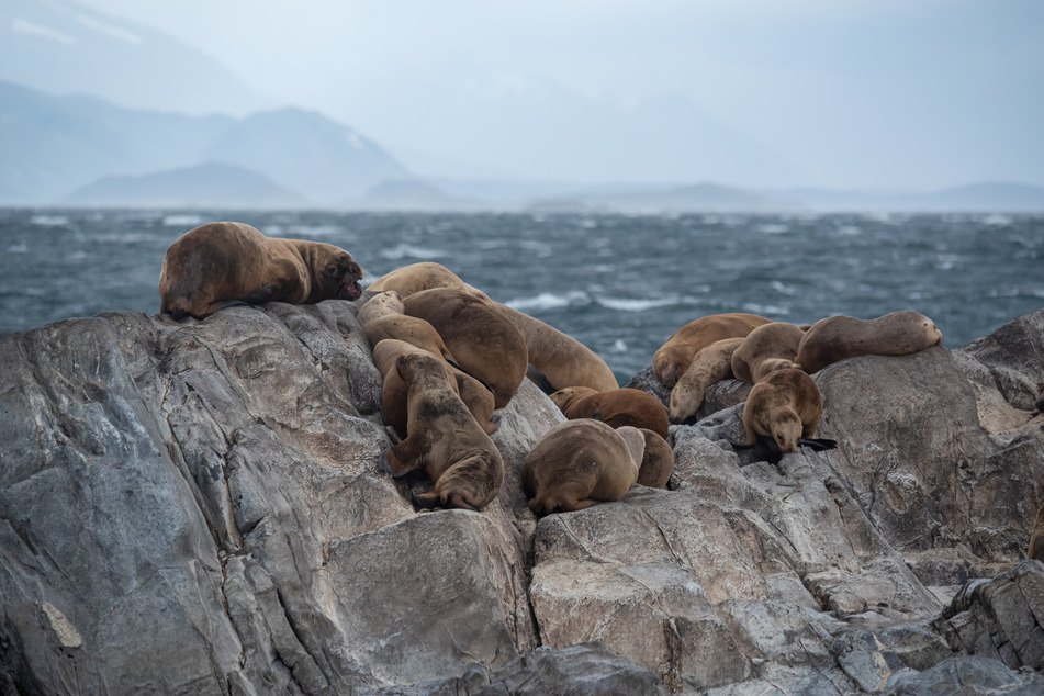 Authorities in Peru have reported that at least 585 sea lions have died from a bird flu epidemic that has been affecting other animals as well.