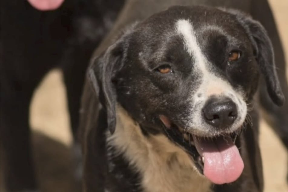 Seit mehreren Jahren sehnt sie sich nach einem liebevollen Zuhause, doch niemand will sie