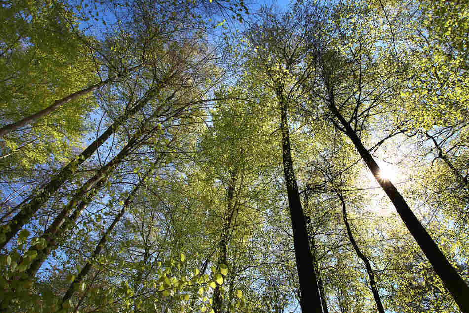 Im Vergleich zu den anderen Bundesländern hat sich der Gesundheitszustand der bayerischen Wäldern 2022 deutlich verbessert.