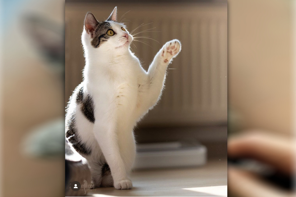 Richtig angewendet können eure Haustier-Lieblinge sogar Spaß am Medical Training haben, sagt Pflegestellen-Leiterin Kitcats.