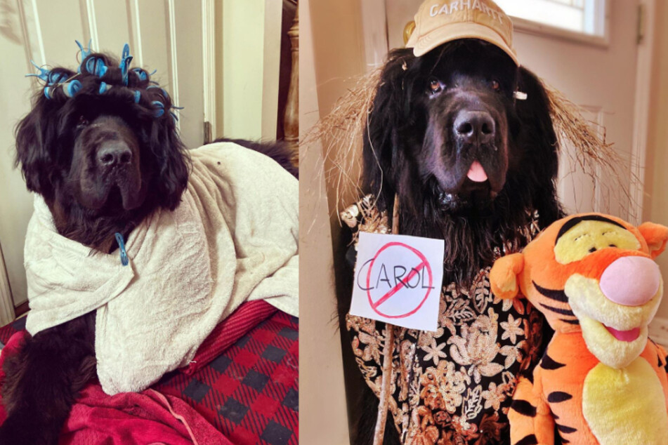 Hund überrascht das Internet mit täglich wechselnden Frisuren