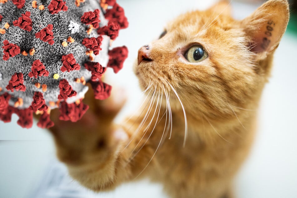 Schwere Symptome: Frau steckt Katze mit Coronavirus an!