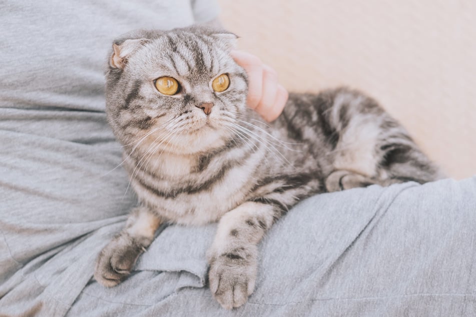 Der Gendefekt der Schottischen Faltohrkatze kann Schmerzen bei jeder Bewegung verursachen.