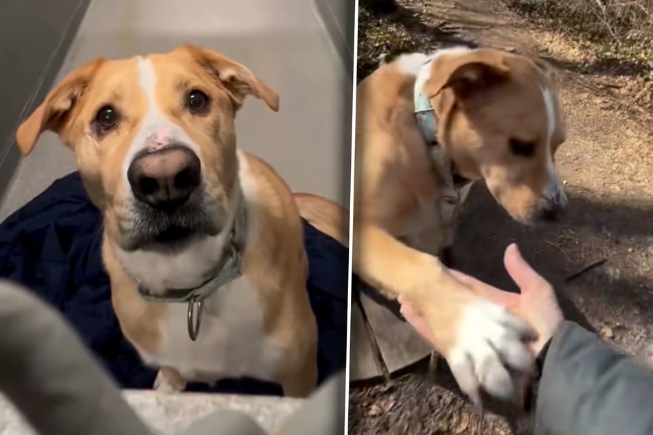 Hund wird nach gut drei Jahren vermittelt: Doch was dann passiert, bricht Pflegern das Herz