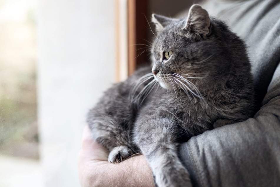 A kitten with only one eye found a new loving home (stock image).