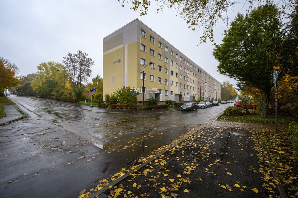 Werden Ratten In Zwickau-Neuplanitz jetzt zur Plage?