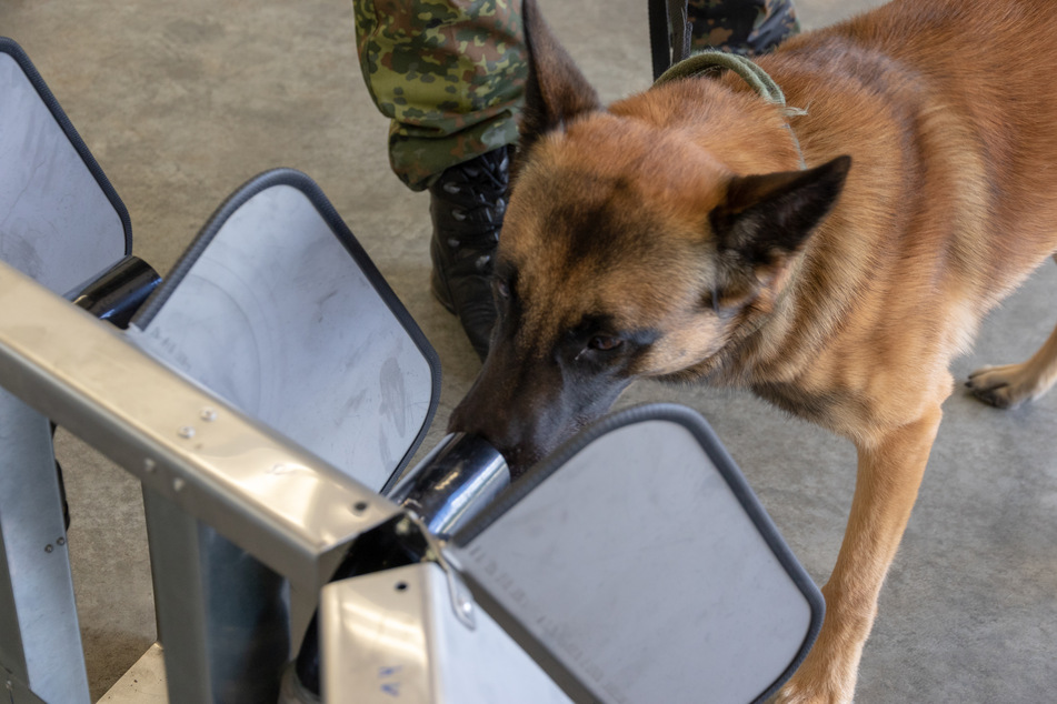 Donnie ist ein belgischer Schäferhund, auch bekannt unter der Bezeichnung Malinois.