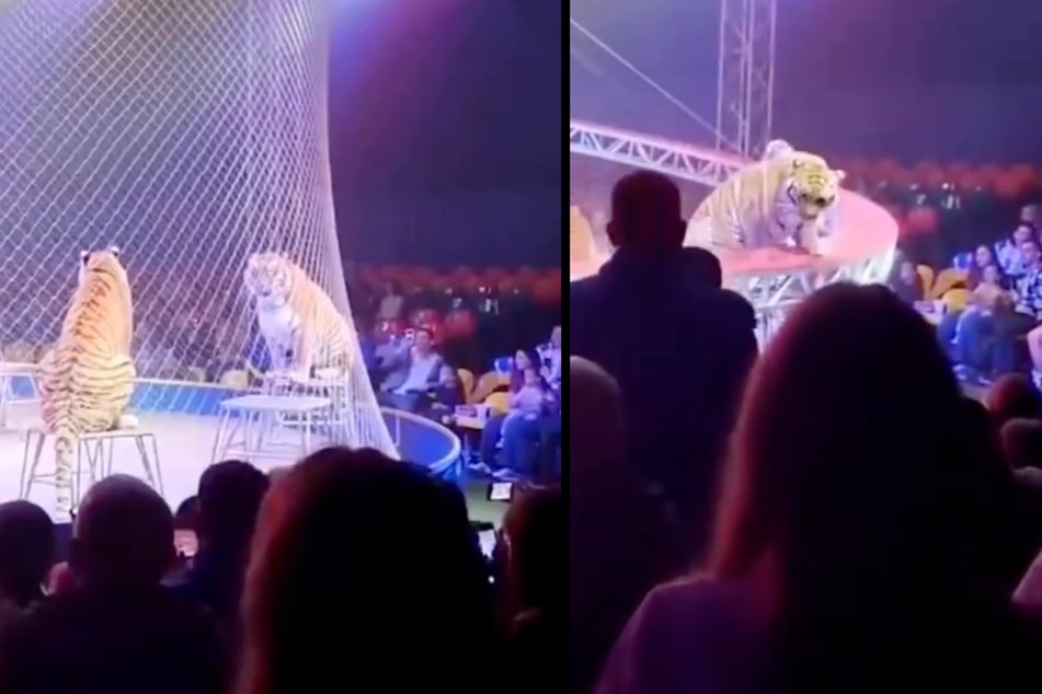 Bei einer Zirkusvorstellung in Russland brach bei der Tiger-Show die Sicherheitskonstruktion zusammen. Ein Tier stürmte daraufhin ins Publikum.