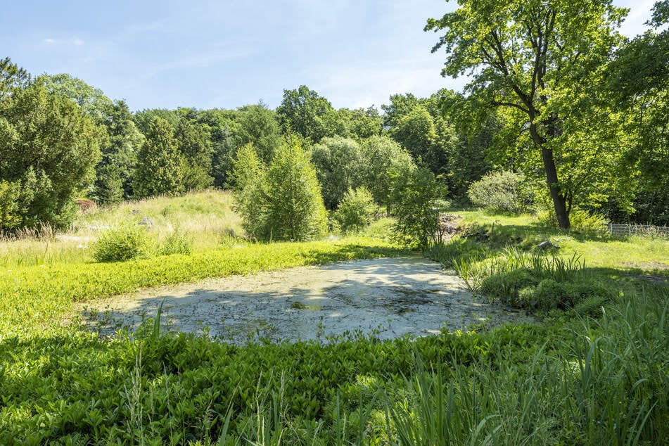 Der große Teich wird nächstes Jahr neu gestaltet und bekommt einen Wasserfall.