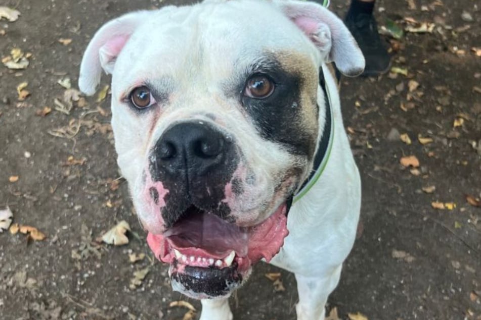 Bulldogge Bernie lebt zurzeit noch im Tierheim, sehnt sich aber nach einem richtigen Zuhause.